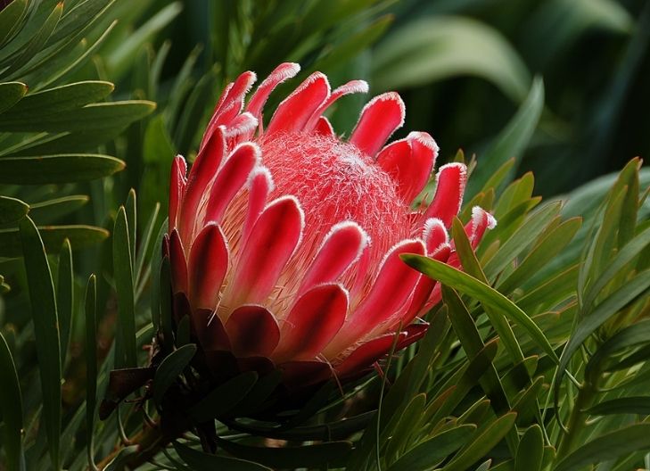 protea flower benefits