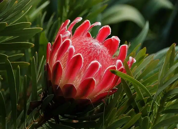 protea flower benefits