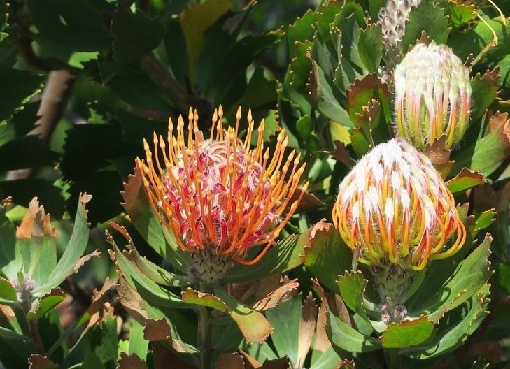 What does a protea flower symbolize?