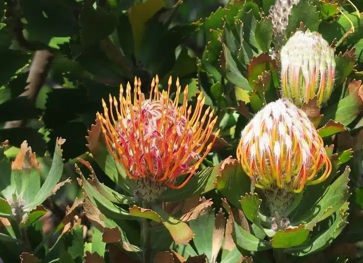 What does a protea flower symbolize?