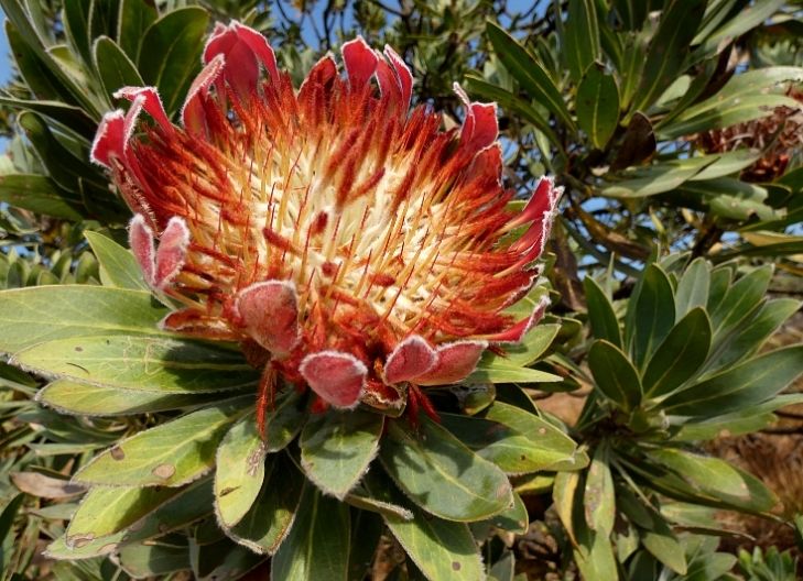 protea flower meaning uses