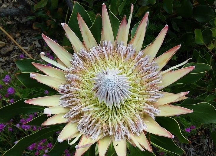What does the red protea mean?