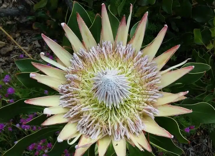 What does the red protea mean?
