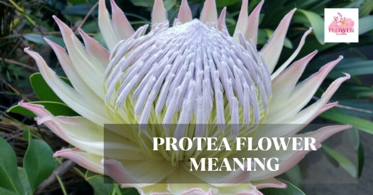 protea flower meaning