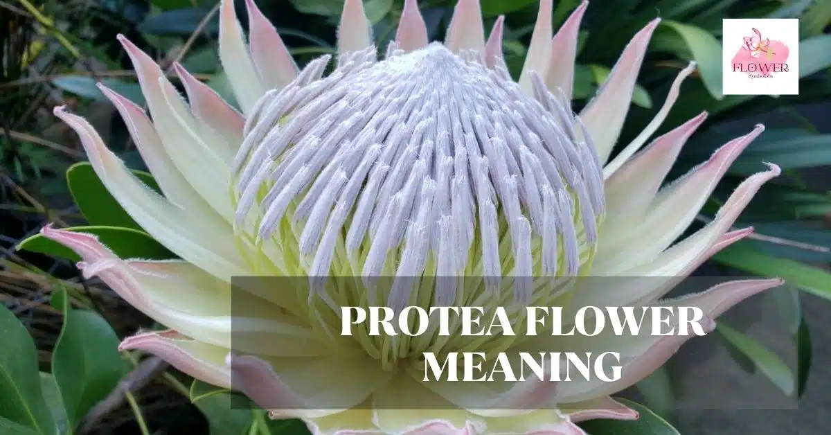 protea flower meaning