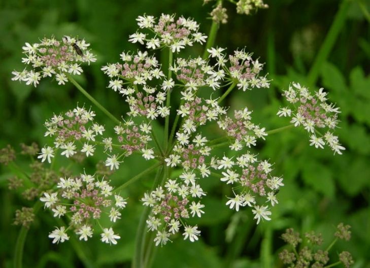 symbolism of queen anne's lace