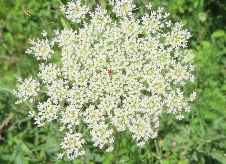 what does queen anne's lace symbolize