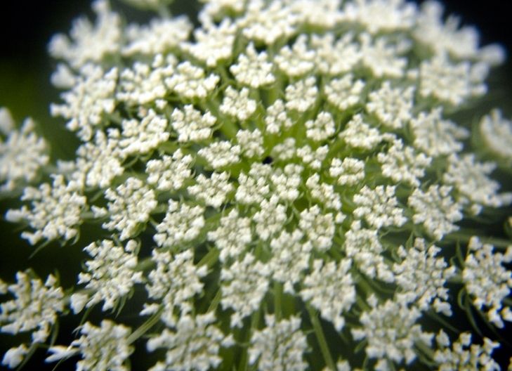 queen anne's lace flower meaning spiritual
