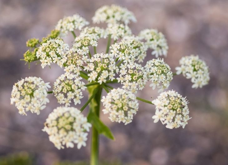What is the medicinal purpose of Queen Anne's lace?