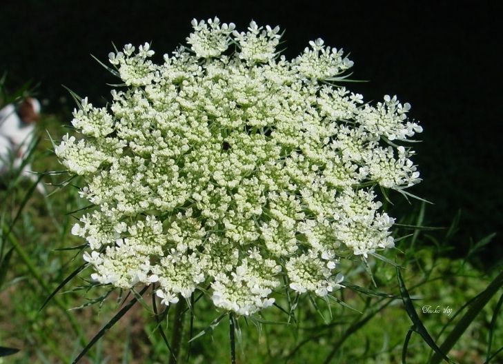 queen anne's lace medicinal uses