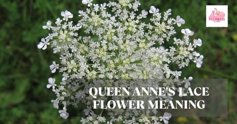 queen anne's lace flower meaning