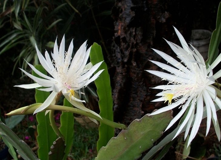 
What does the queen of the night flower symbolize?
