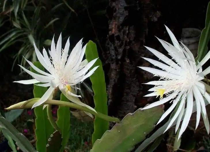 
What does the queen of the night flower symbolize?
