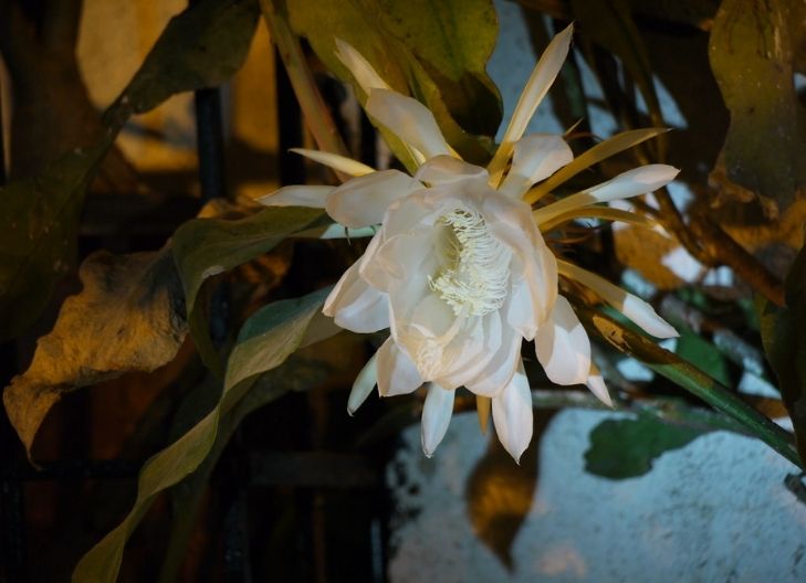queen of the night flower meaning love