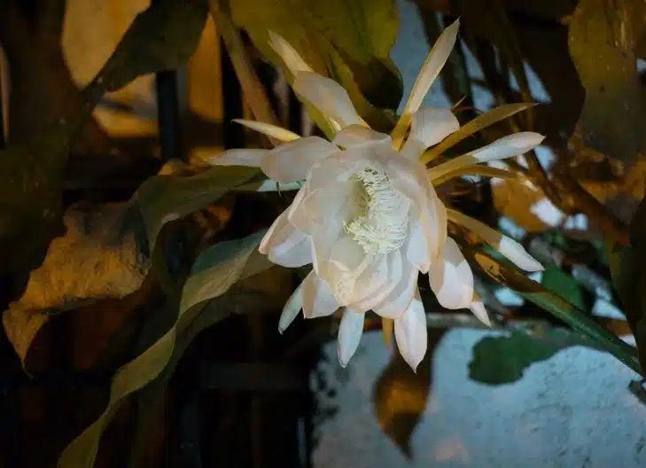 queen of the night flower meaning love
