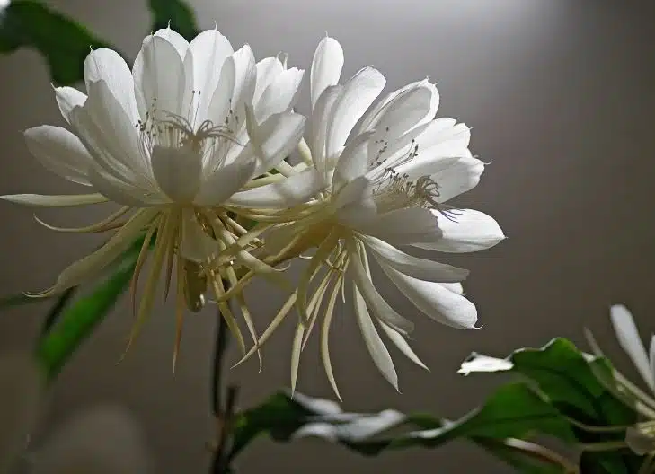 queen of the night flower meaning spiritual