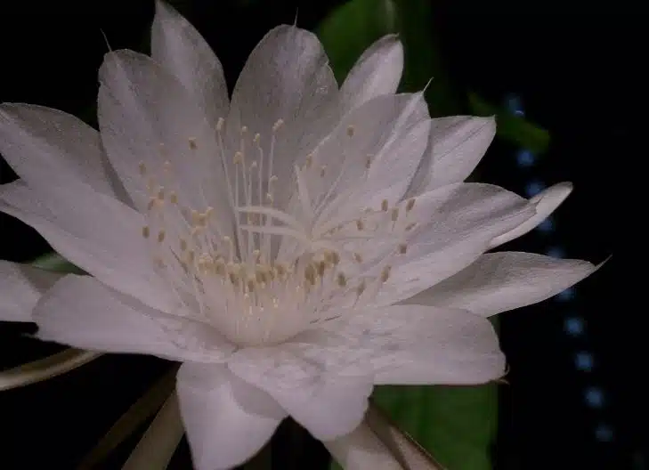 What are the spiritual benefits of Queen of the Night flower?
