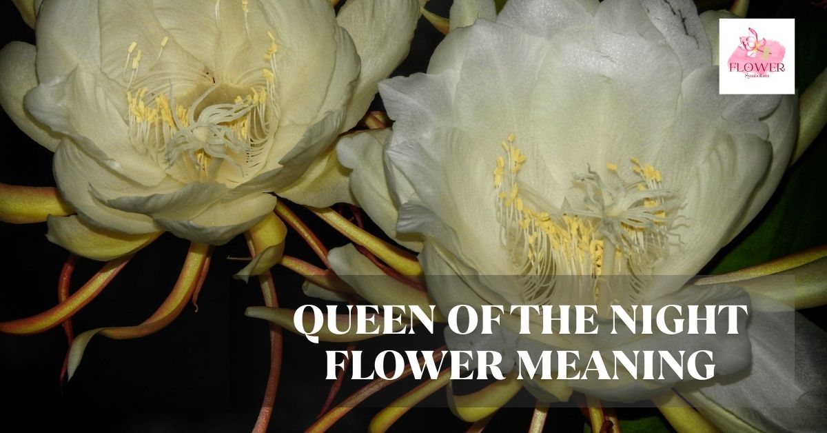 queen of the night flower meaning
