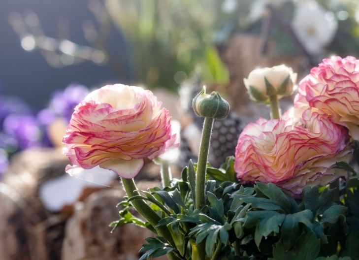 Ranunculus in History and Culture