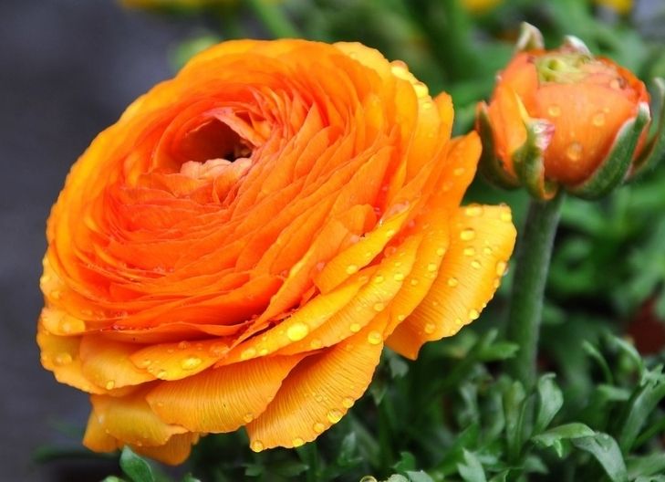What Do Ranunculus Flower Colors Mean?