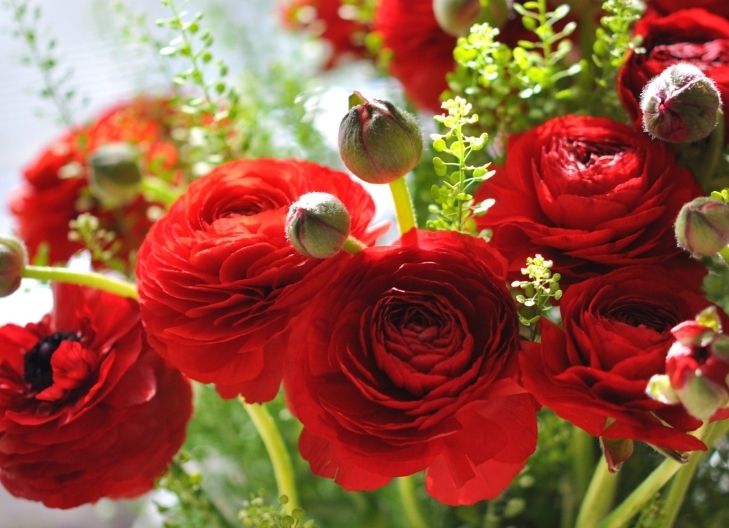 ranunculus flower meaning spiritual