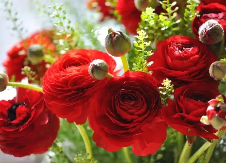 ranunculus flower meaning spiritual