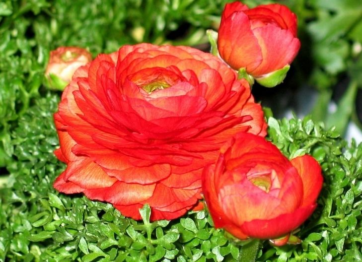 When to Give Ranunculus Flowers