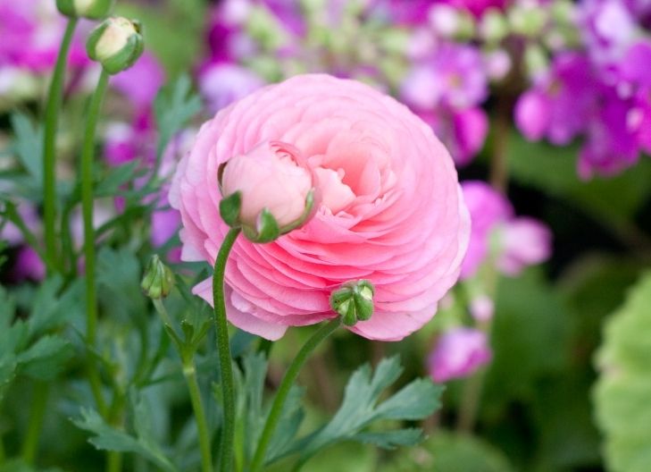 Ranunculus in History and Culture