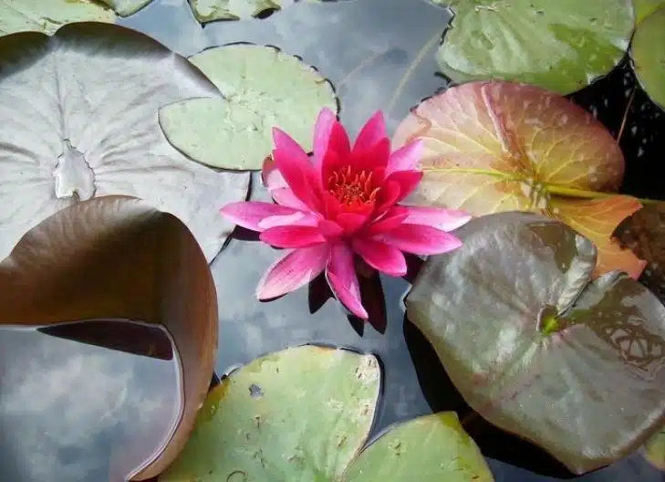 red lotus flower meaning  chakra