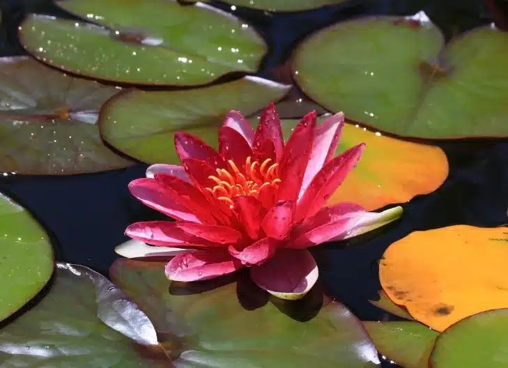red lotus flower meaning color red pink