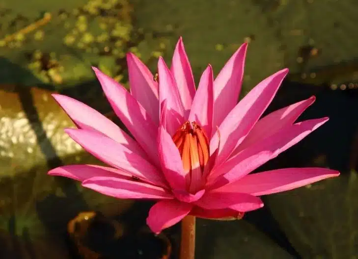 red lotus flower meaning symbolism