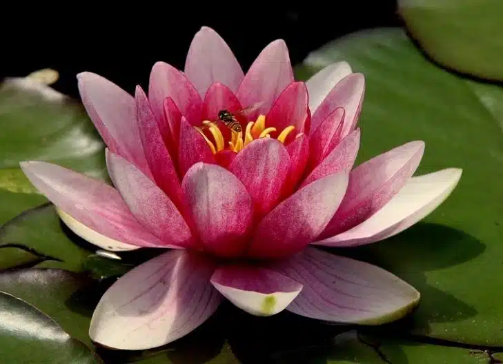 red lotus flower meaning