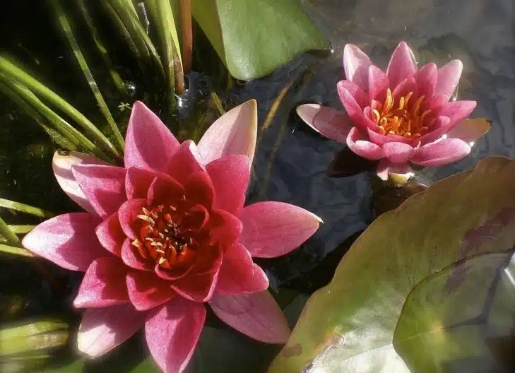 red lotus flower meaning  tattoo 