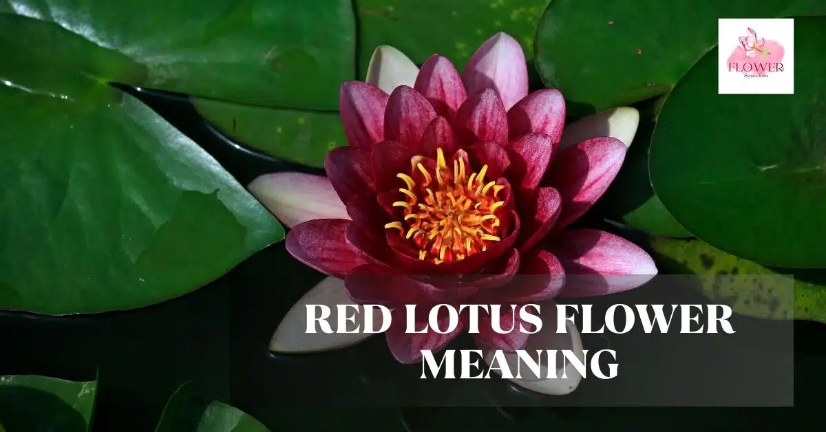 red lotus flower meaning