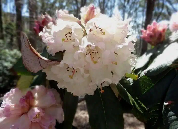 rhododendron flower meaning relationship