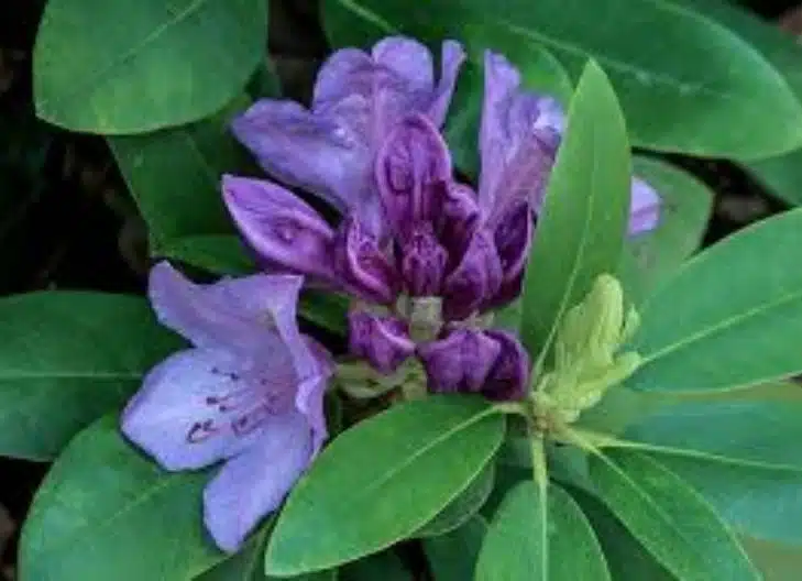 rhododendron flower significance love