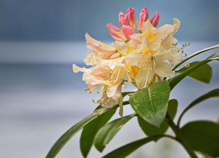 rhododendron flower symbolism