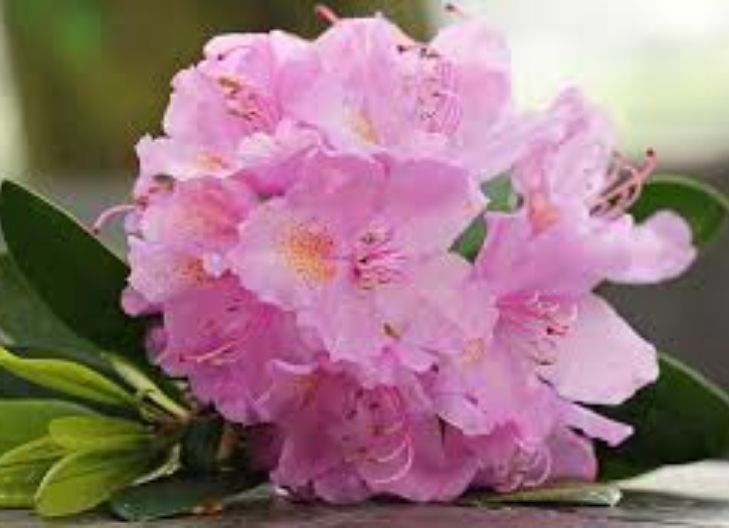 What Makes Rhododendron Flowers Unique?