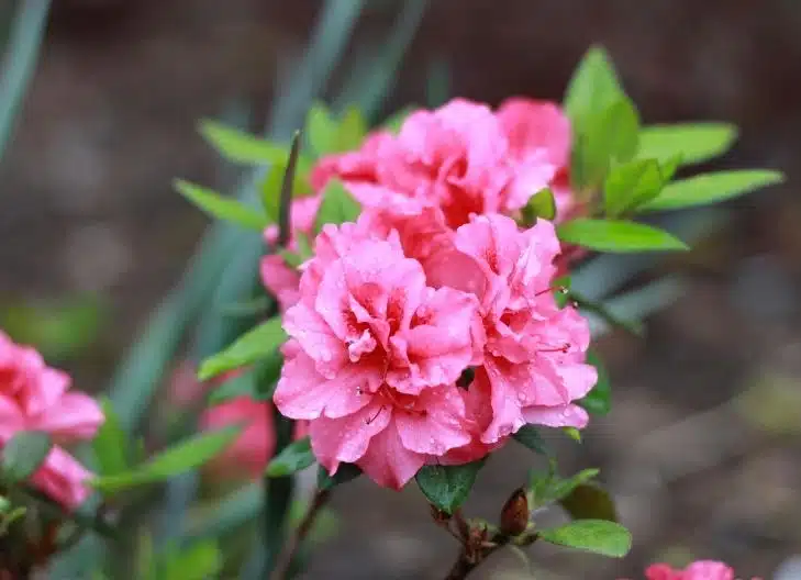 rhododendron flower symbolzies