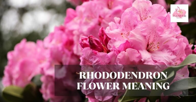 rhododendron flower meaning