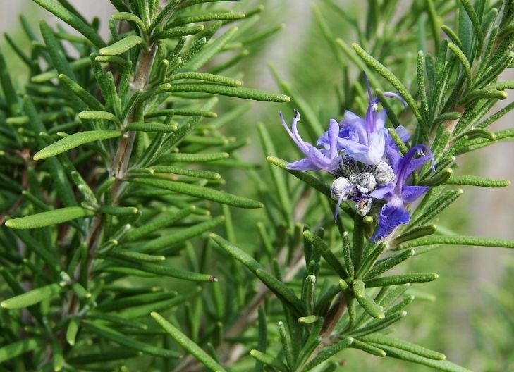 What Does Rosemary Symbolize Spiritually?