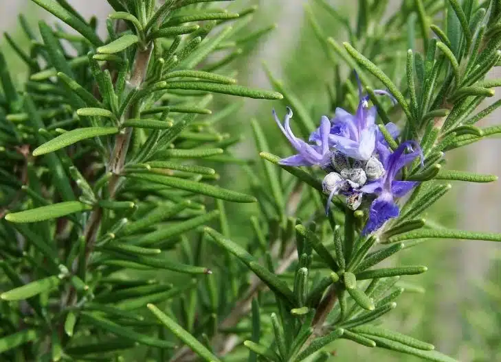 What Does Rosemary Symbolize Spiritually?