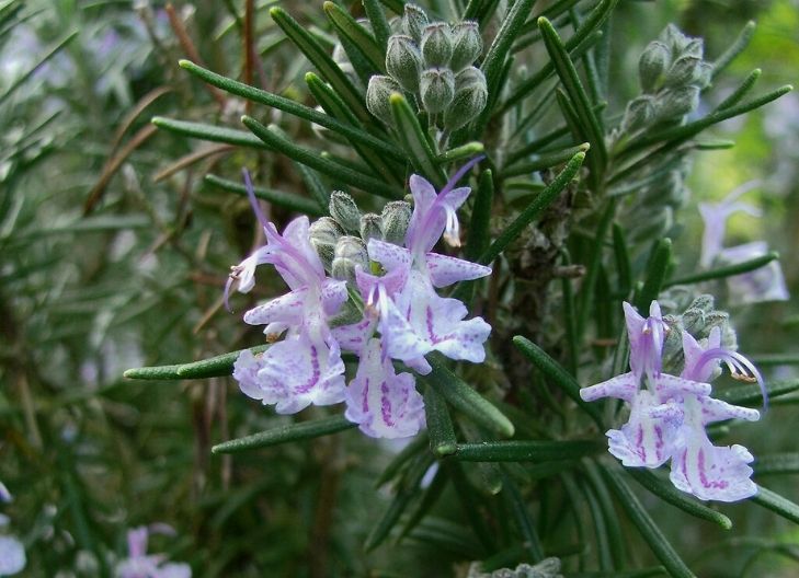 rosemary flower meaning love