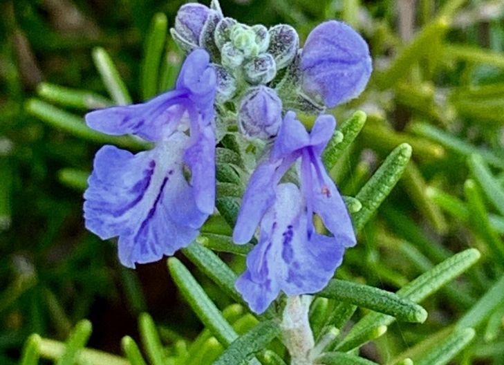 rosemary flower uses and benefits