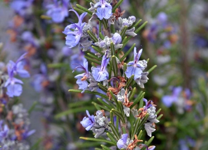 rosemary flower meaning spiritual