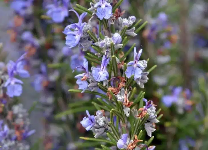 rosemary flower meaning spiritual