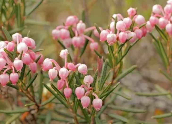 Why Should You Grow Rosemary in Your Garden?