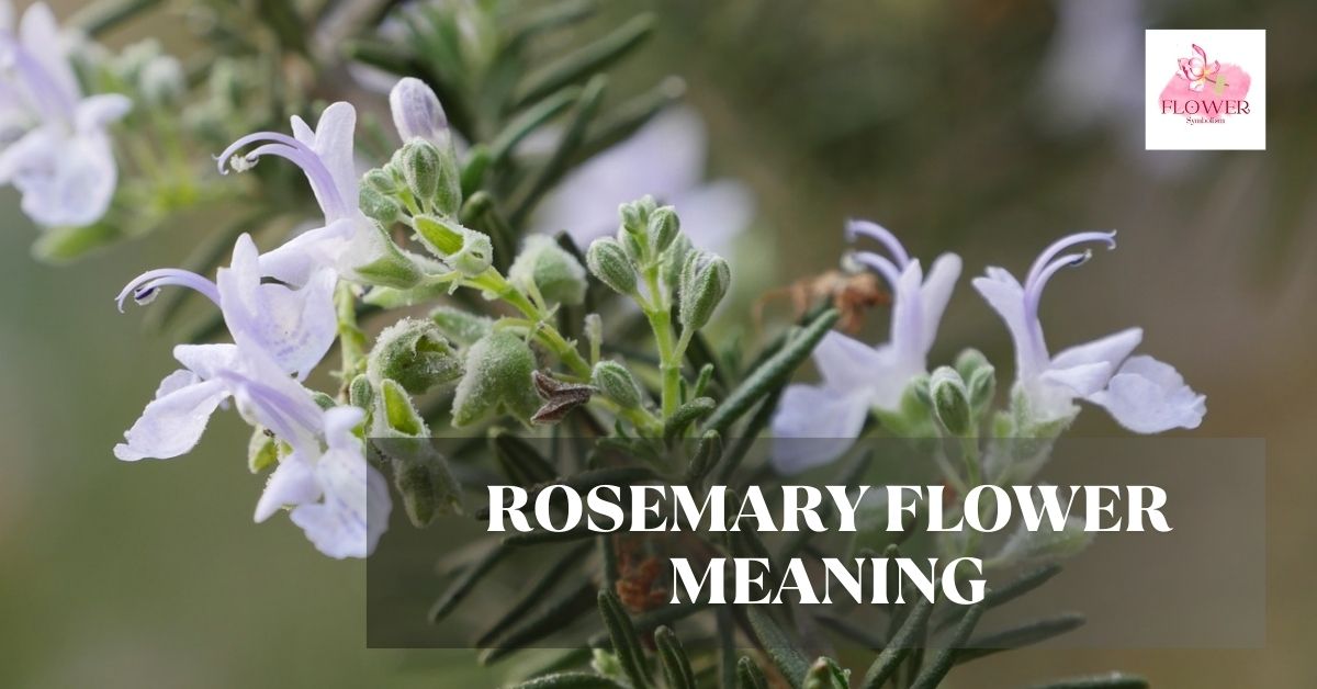 rosemary flower meaning