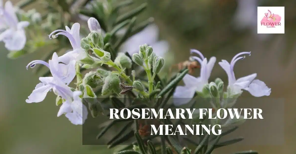 rosemary flower meaning