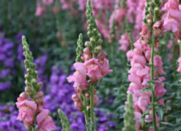 symbolic snapdragon flower meaning